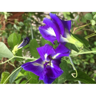 藍花蝶豆 蝶豆花 藍蝶花 藍蝴蝶 蝴蝶藍花種子一份 30顆 今年剛收 發芽率高 蝦皮購物