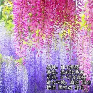 紫藤花種籽 臺灣快速出貨 34個稀有稀珍品種紫藤花種子供您選購茜茜花圃限時特價 蝦皮購物