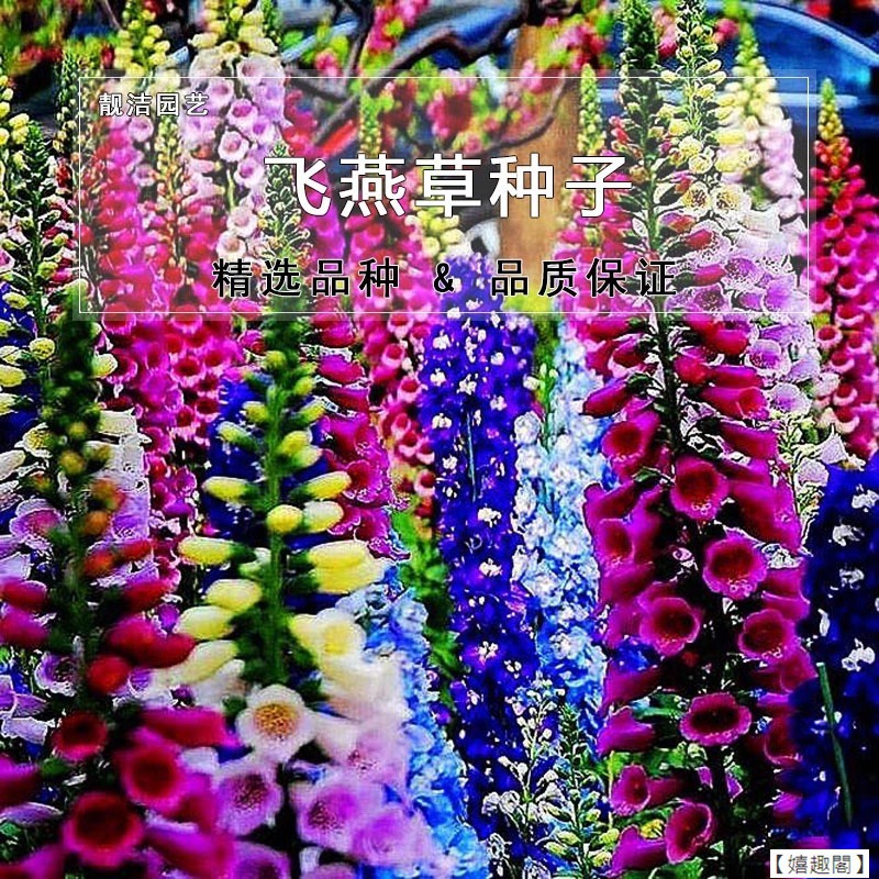 嬉趣閣 四季庭院大花飛燕草花卉種子多年生室外易種活花草植物開花不斷 蝦皮購物