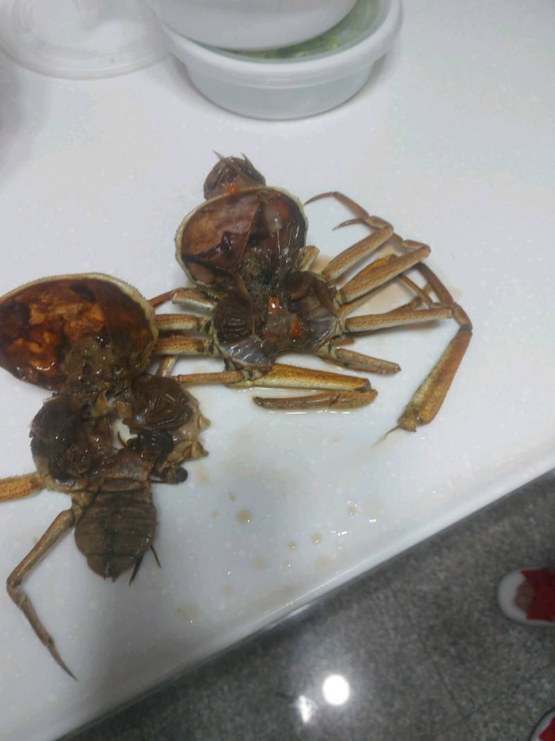 日本活凍母松葉蟹 香箱蟹 每隻100 0g 海陸管家 滿額免運 蝦皮購物