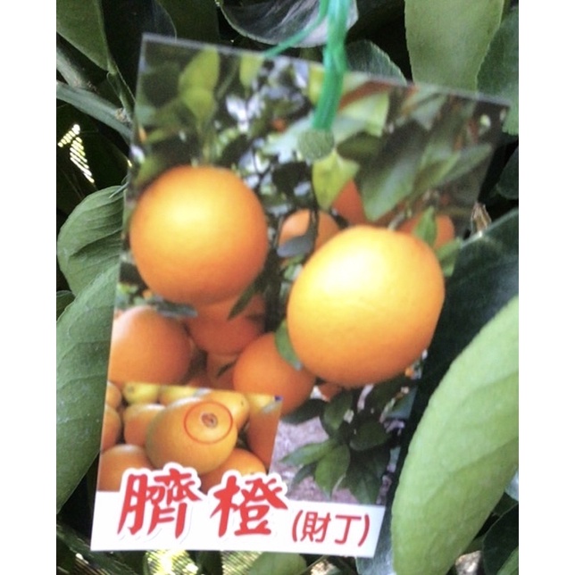 ★綠霖園藝★臍橙🍊嫁接苗高度80公分 水果樹苗/觀賞植物/水果樹苗/新興果樹/果苗/嫁接/植物/盆栽