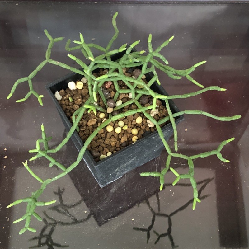 H19 青柳 小木偶 熊多肉植物4 26 蝦皮購物