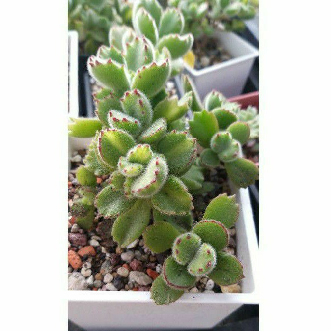 一物一拍4吋盆雙色熊 綠熊和黃熊 出清二年以上植株 已木質化穩根多肉植物熊童子 雙色熊 綠熊和黃熊 蝦皮購物