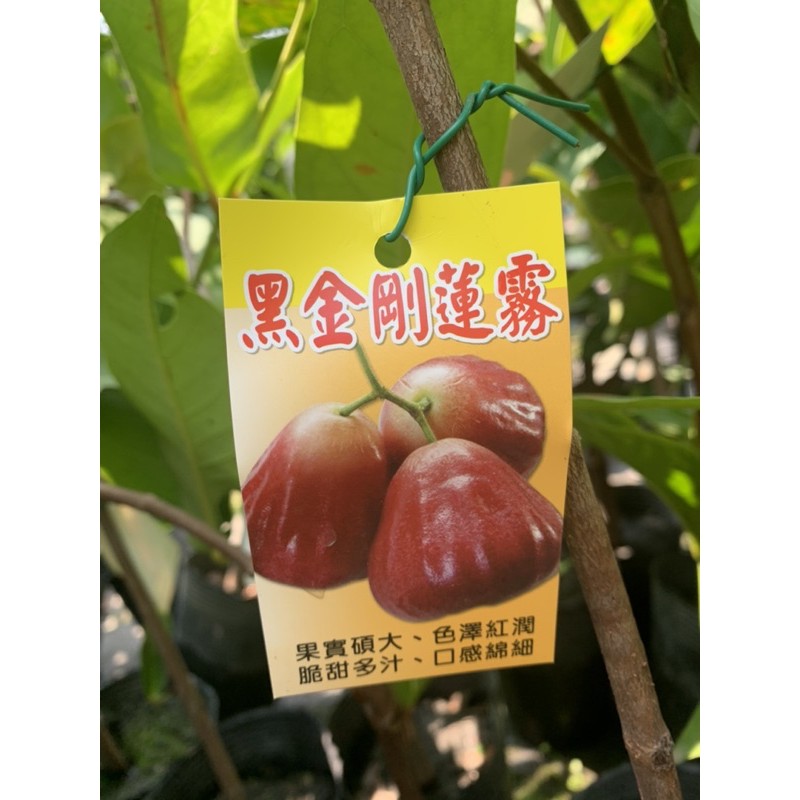 希少！超特大！レンブ取木苗木 台湾黑金剛 蓮霧 超希少 特大 レンブ取木苗木 台湾黑金剛 超希少 特大 レンブ取木