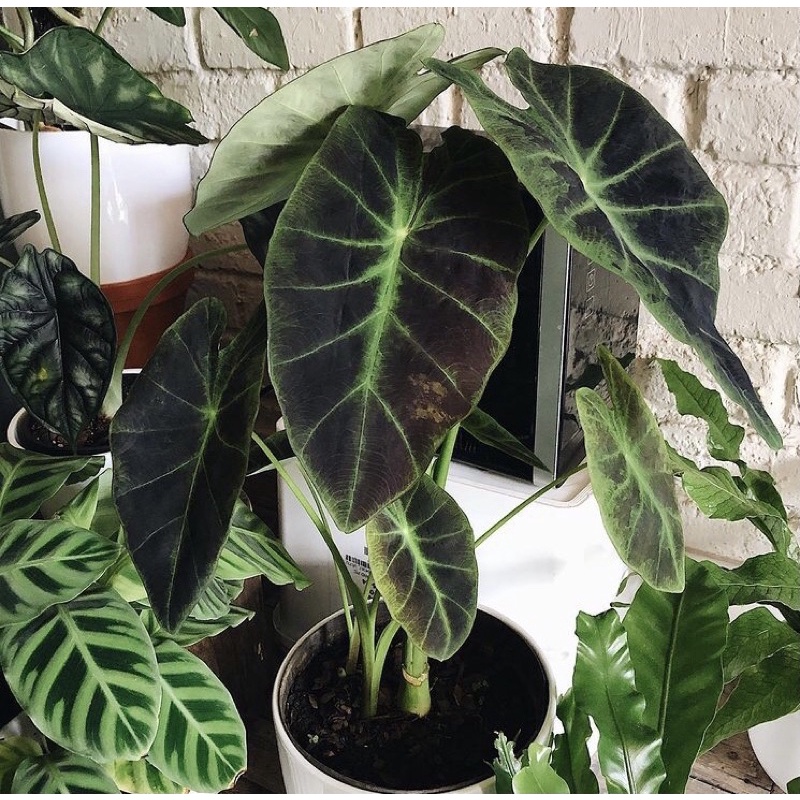 黑面芋 黑美人 Colocasia Esculenta Black Beauty 蝦皮購物