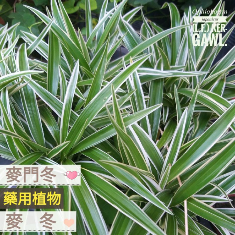藥用植物 麥門冬 麥冬 麥門 沿階草3吋盆60元 蝦皮購物