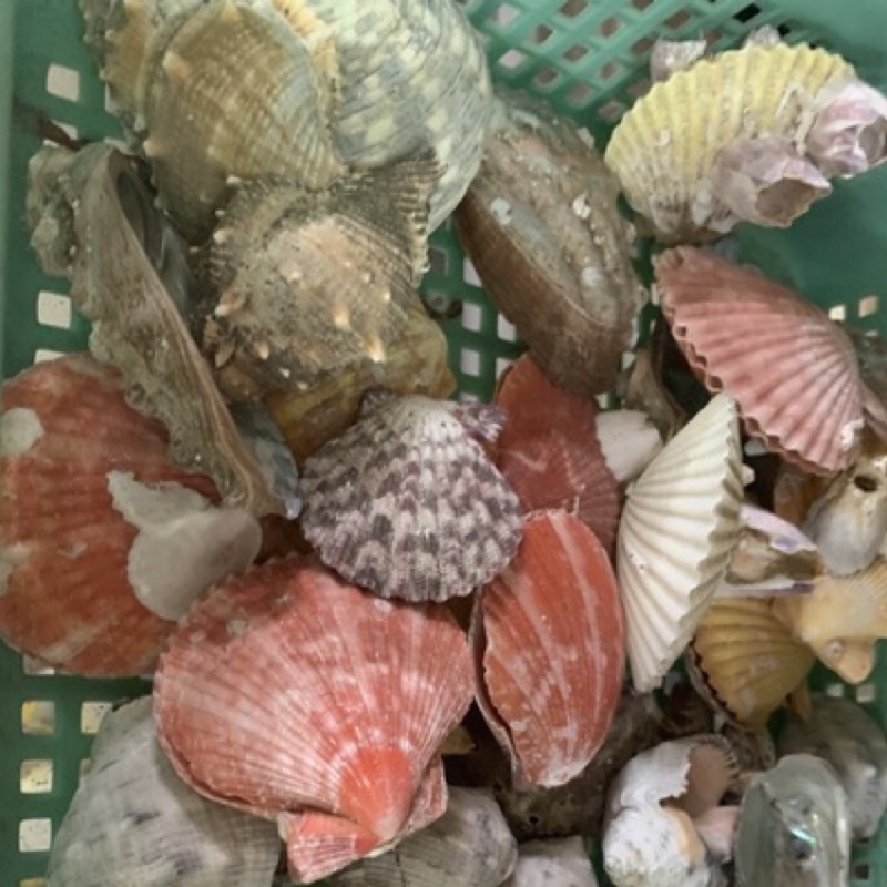 整顆 花斑海珊 扇貝花 鮑螺殼 藤壺 天然海螺貝殼寄居蟹卷貝魚專用殼魚缸造景裝飾品擺件