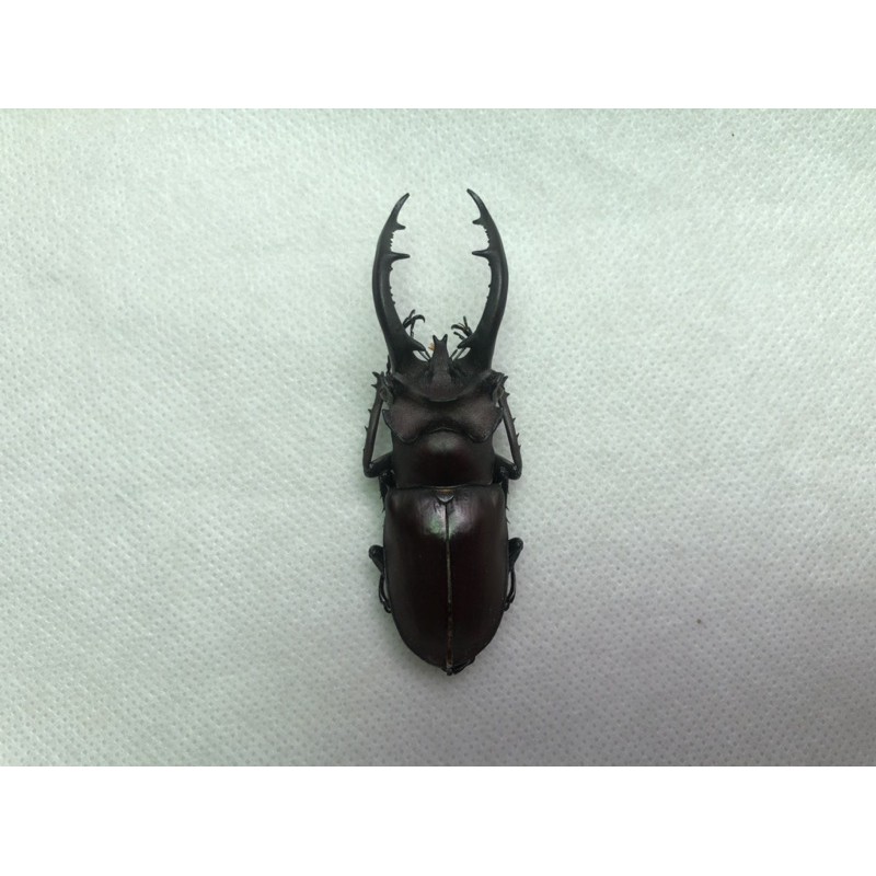 無名蟲友 台灣深山鍬形蟲乾貨 蝦皮購物