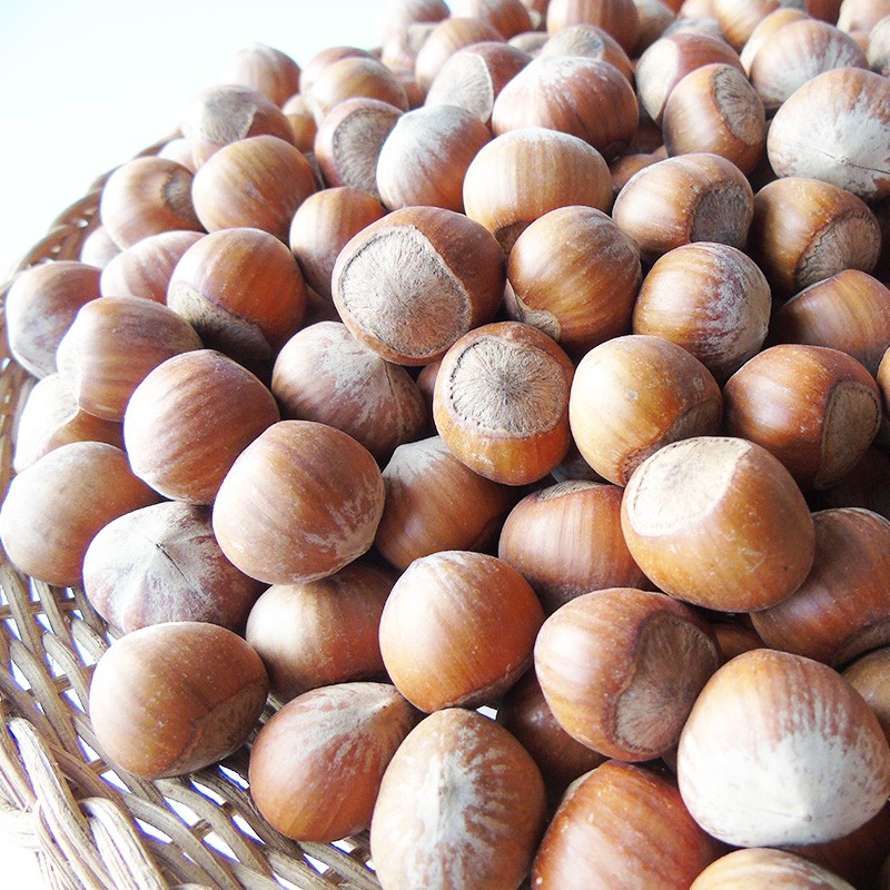 <五寶松鼠堅果雜貨舖>飽滿生大榛子生小榛子堅果磨牙*松鼠飛鼠大赤鼯鼠鸚鵡磨牙零食*