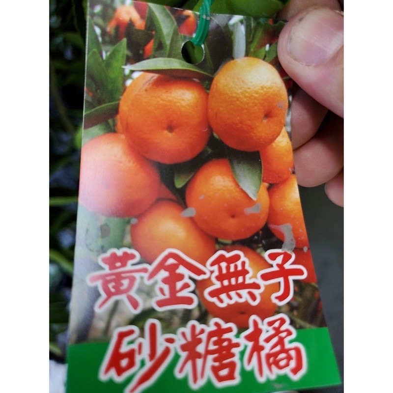 黃金砂糖橘嫁接苗高度80-100公分特價150元
