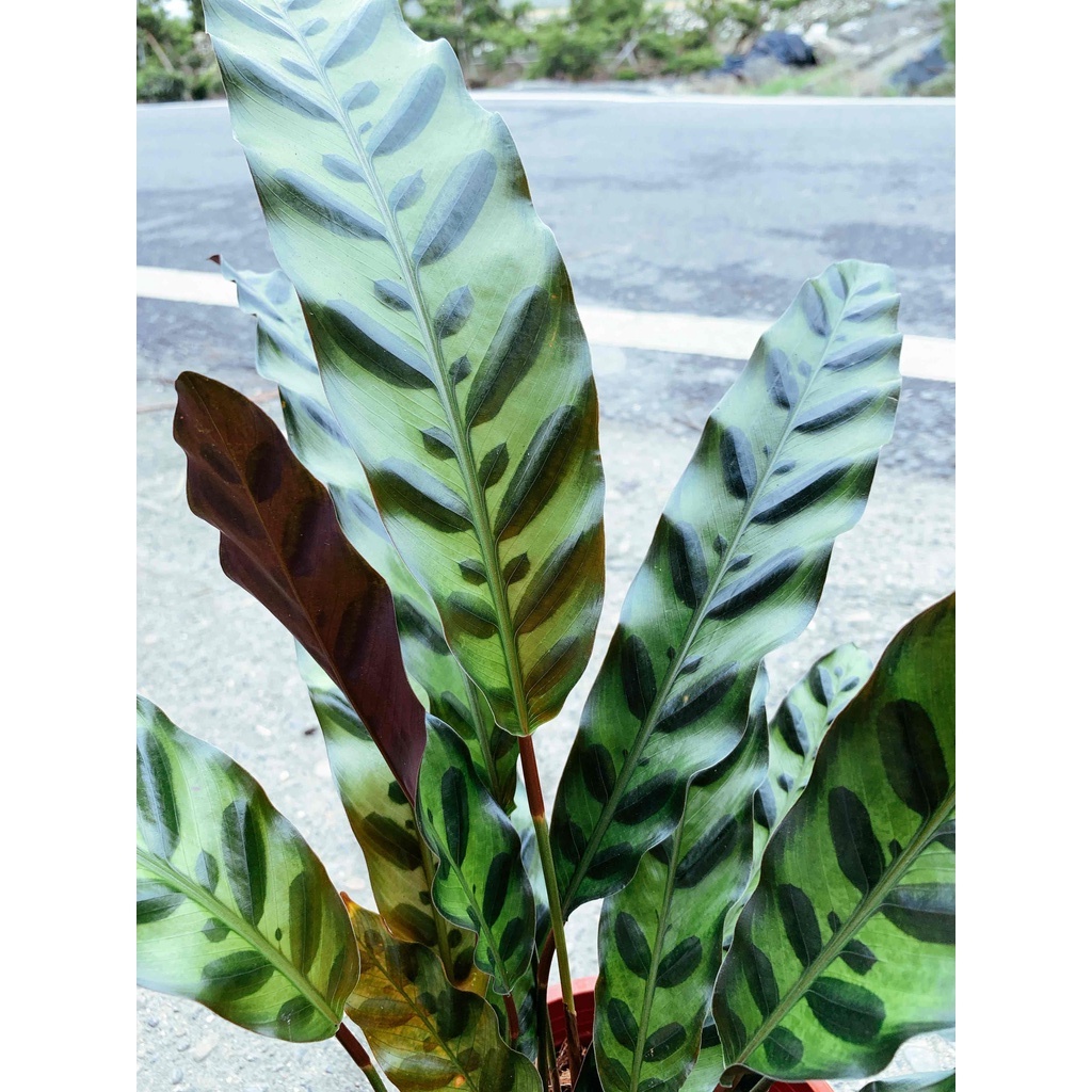 【花無缺❶號】⚇箭羽竹芋-劍尾竹芋⚉ 5-6吋盆-觀葉植物