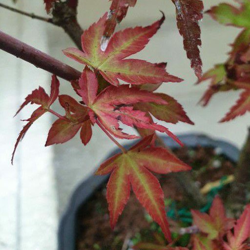 日本山槭小品紅千鳥原株非嫁接 蝦皮購物