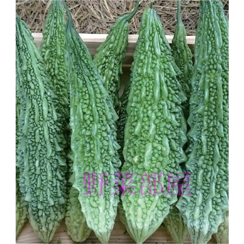 【野菜部屋~】K21 小綠山苦瓜種子1粒 , 早生品種 , 產量高 , 質量穩定 , 每包16元 ~