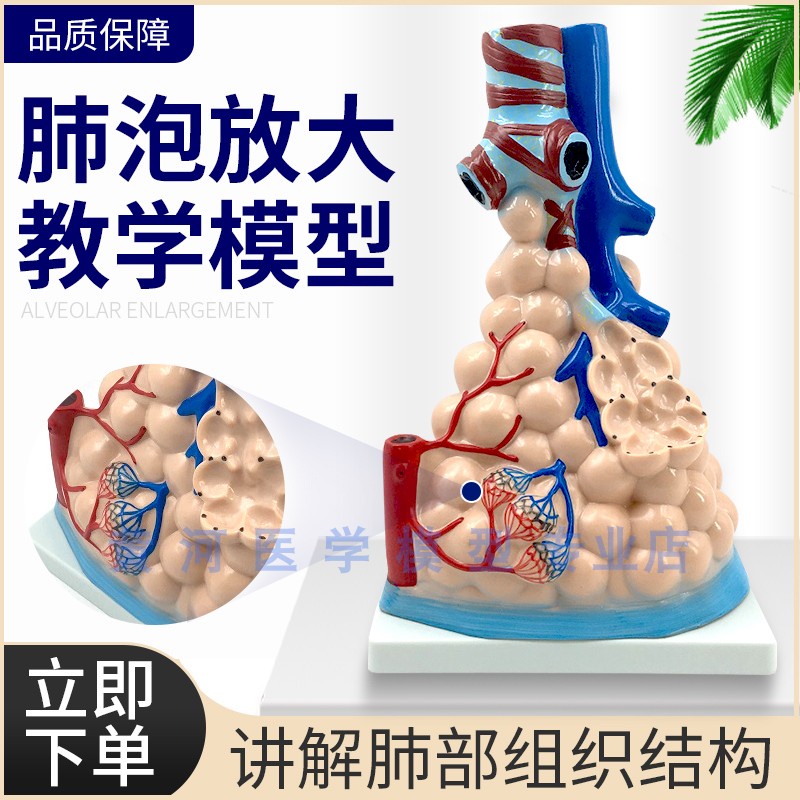 醫學 人體肺泡模型 肺部放大模型 肺泡展示模型 肺部教學模型 醫學教具 | 蝦皮購物