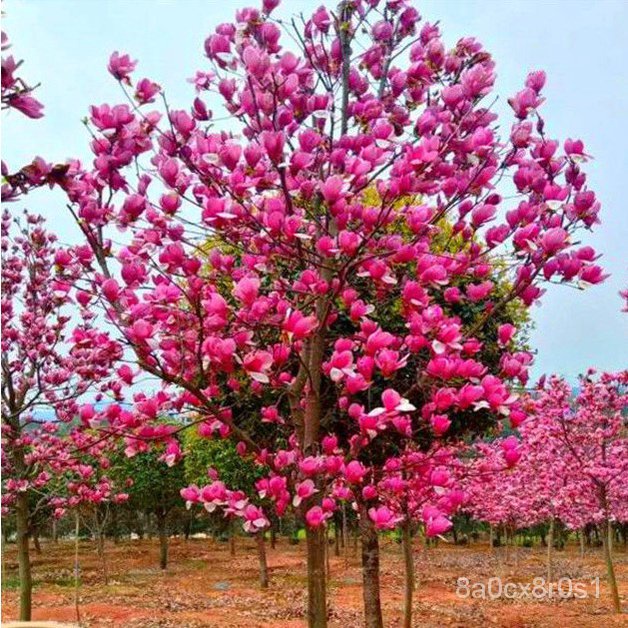 山玉蘭種子白玉蘭種子紅玉蘭種子廣玉蘭種子辛夷種子玉蘭花種子林木花卉種子 蝦皮購物
