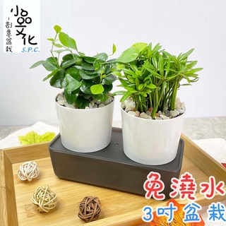 【小品文化】七里香 羅漢松【現貨】3吋雙子免澆水盆栽 懶人盆栽 觀葉植物 室內植物 自動吸水 創意花盆 居家辦公盆花