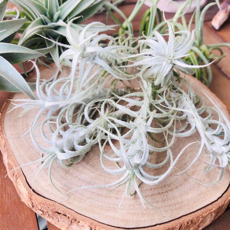 空氣鳳梨小白龍t Stellifera 251 蝦皮購物