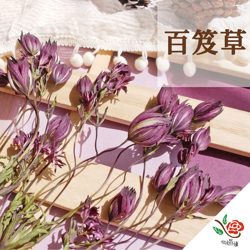 百笈草大星芹紅笈百吉草現貨 極度花燥 大地農園永生花不凋花乾燥花配花花材季節限定 蝦皮購物