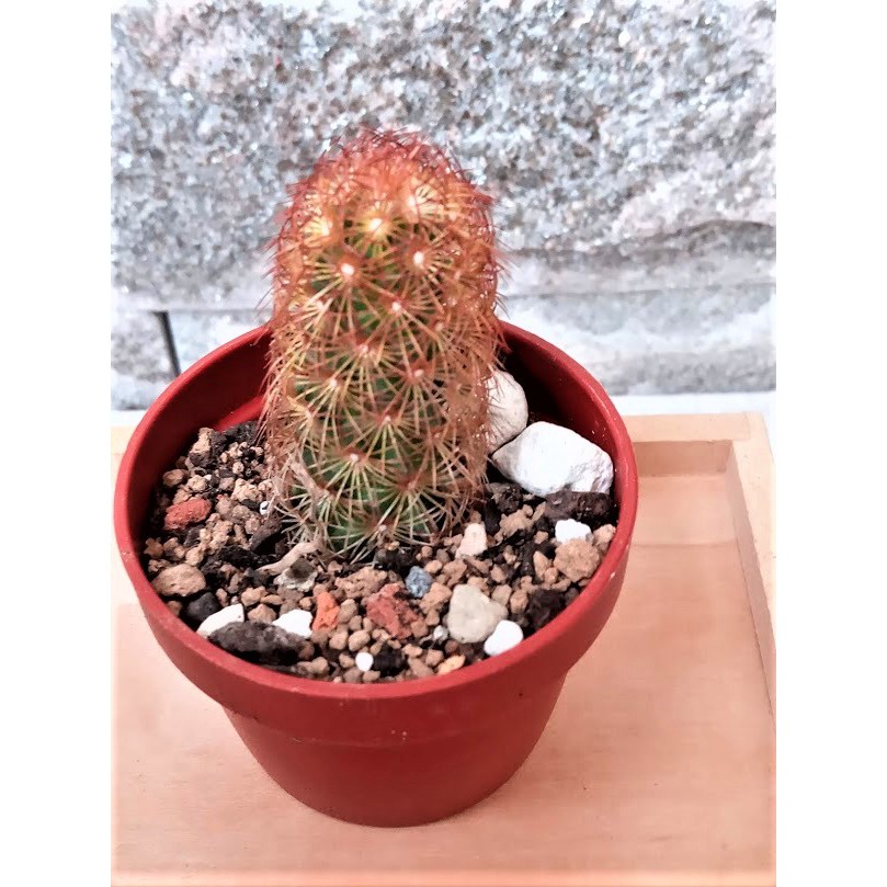 仙人掌 黃金司 金手指 1吋盆 園藝植作 全館購物不含運費滿199元才出貨 蝦皮購物