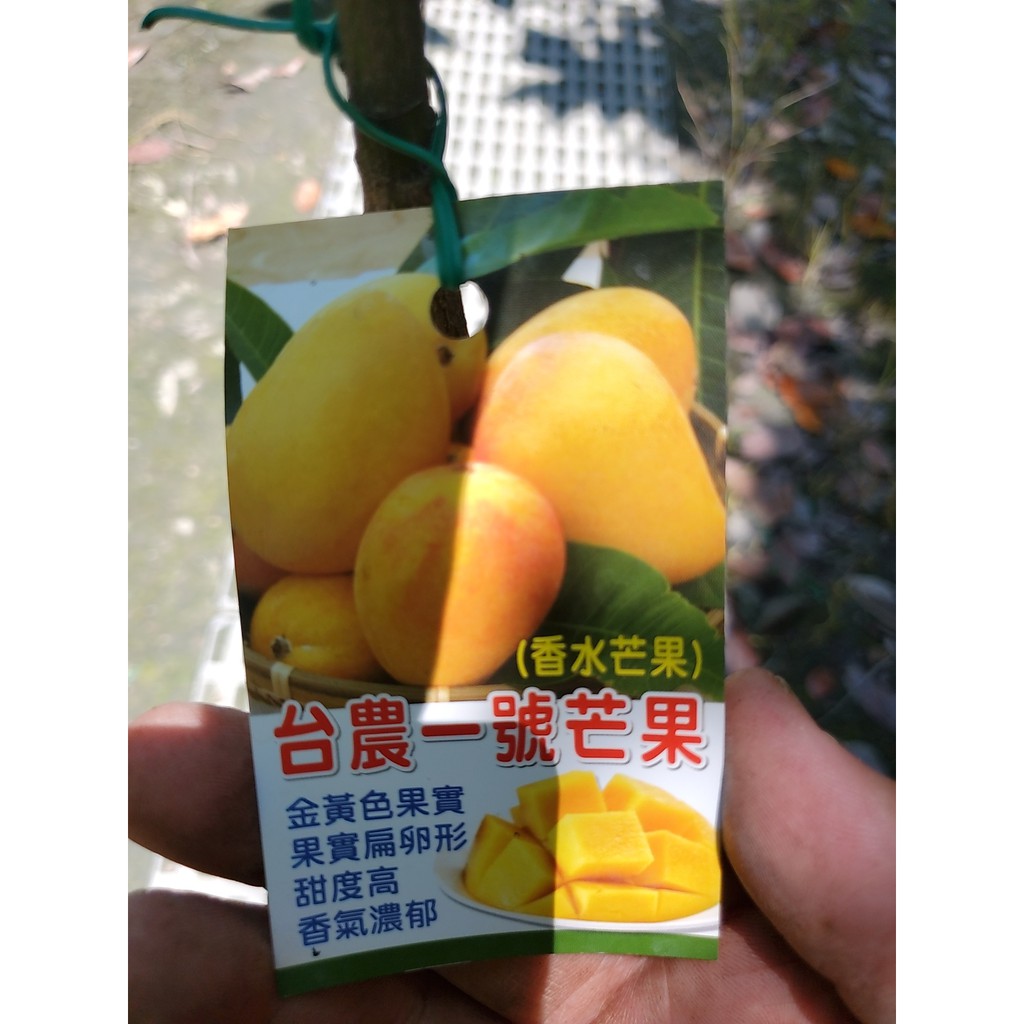 李家果苗 台農一號芒果 香水芒果 嫁接苗 高度60~70公分 單價180元 一箱可以裝8棵