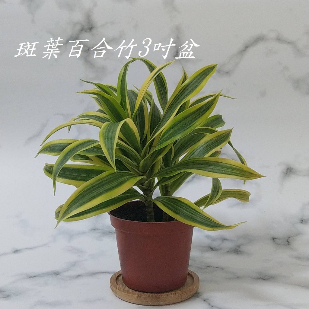 現貨斑葉百合竹黃金百合竹金黃百合竹室內植物空氣淨化淨化空氣植物觀葉植物 苔苔樂 蝦皮購物
