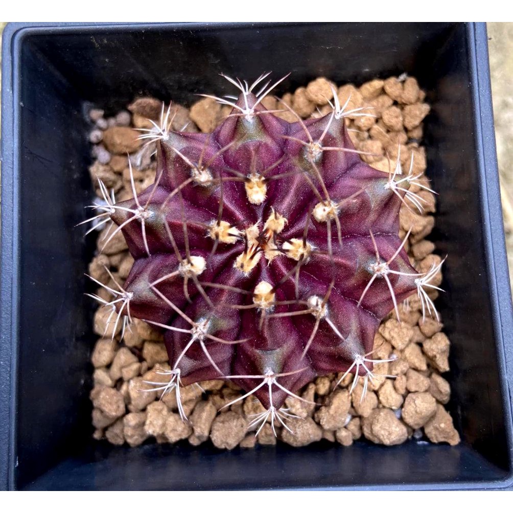 緋牡丹錦f36 紫紅色緋牡丹錦 翠晃冠錦交種仙人掌紫羅蘭夫人種子實生 蝦皮購物