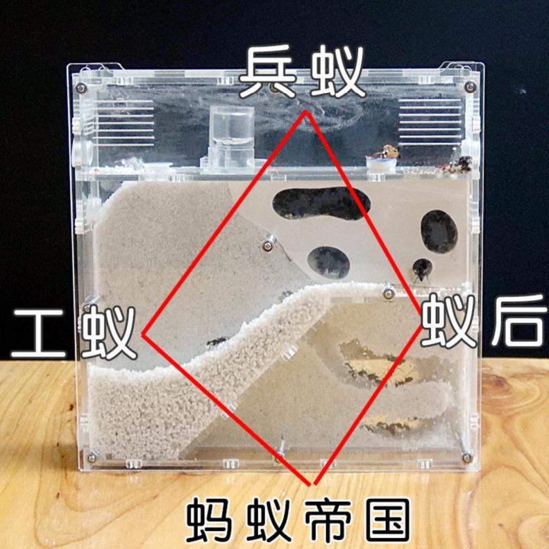 小房子養成養螞蟻的盒子好看蟻巢土巢工廠筑品質巢帝國兒童節工坊 蝦皮購物