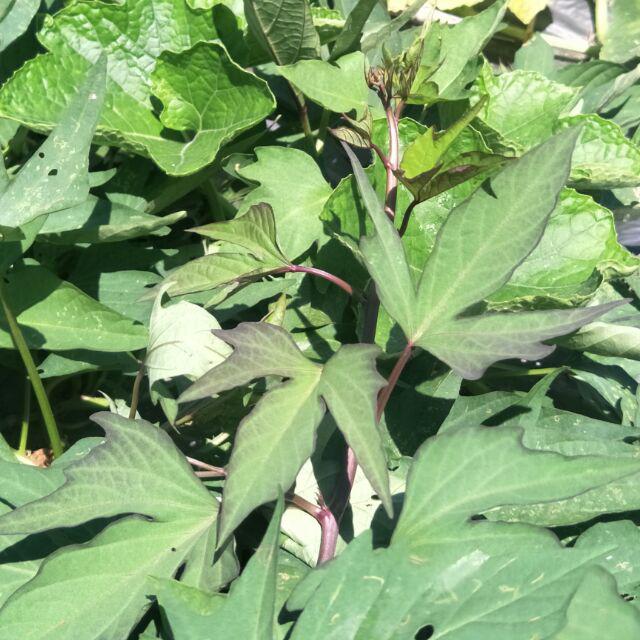 地瓜葉枝條種植用 台農57 栗子地瓜 五爪地瓜葉 紫色地瓜葉 阡插枝條 蕃薯地瓜苗 蝦皮購物