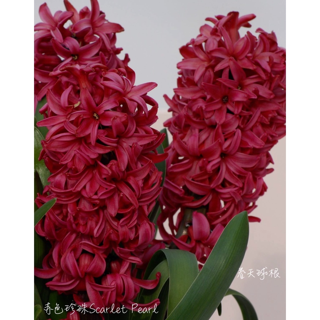 春天球根 風信子hyacinth 2 赤色珍珠深紅 蝦皮購物