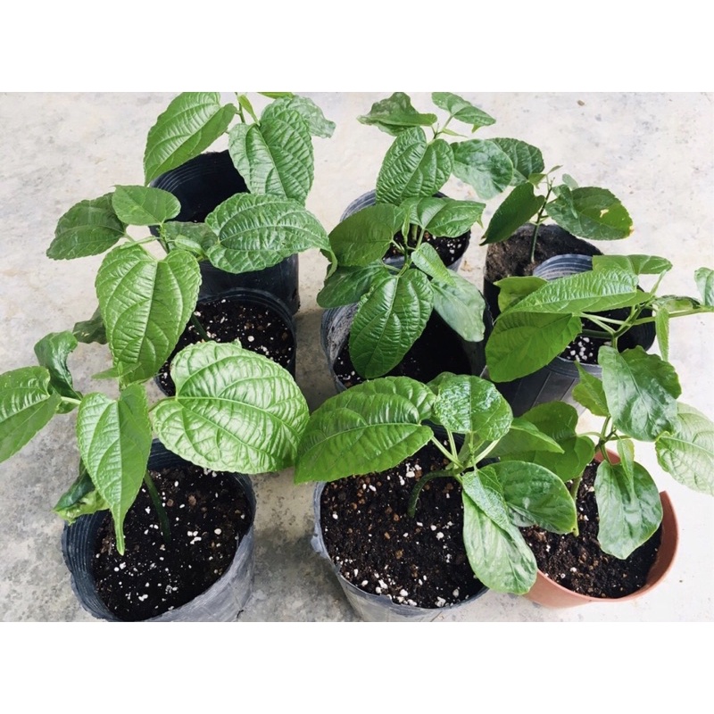 印加果苗 優惠推薦 2021年12月 蝦皮購物台灣