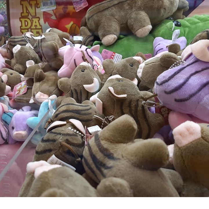 問卦 瑪莉歐騎山豬 看板gossiping Ptt網頁版