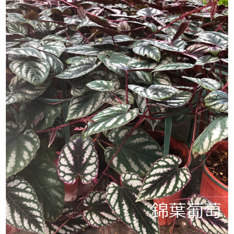 花花世界_藤蔓植物*錦葉葡萄(藤蔓植物)*-葉型特殊/5-6吋盆/高20-30cm/MA*葉有微焦葉，在意者勿下單*