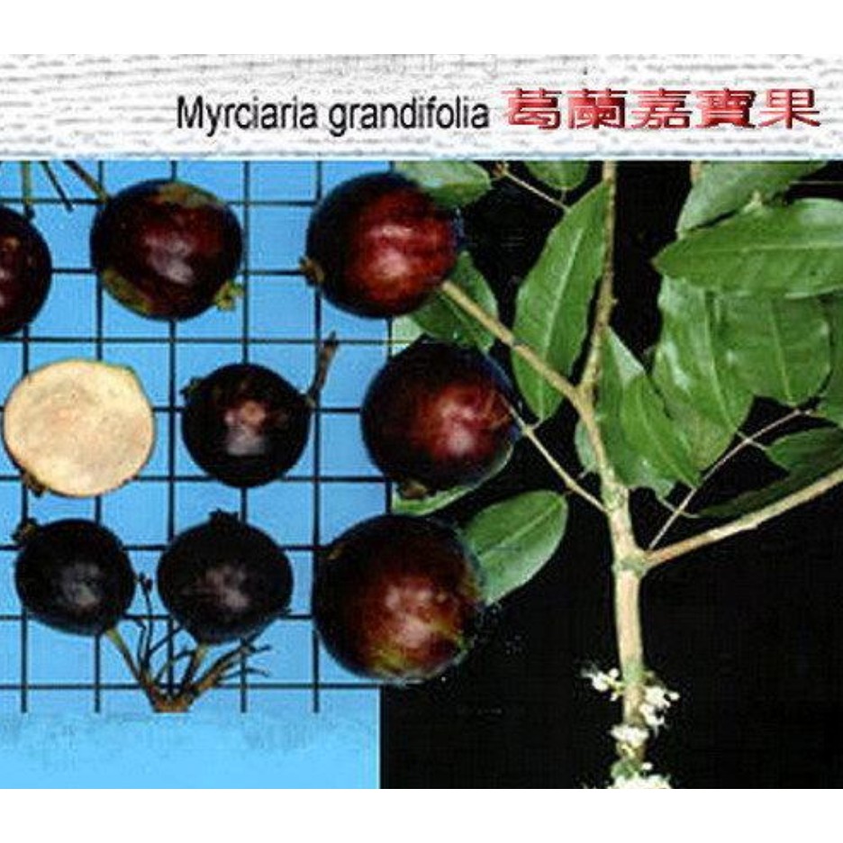 花囍園_水果苗—葛蘭嘉寶果--熱帶果樹~含豐富維生素/4.5吋高約20-30cm/售955特價900