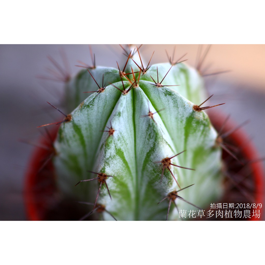 1 2吋迷你盆 朝霧閣 美麗的紋路 仙人掌科多肉植物 蘭花草園藝 蝦皮購物