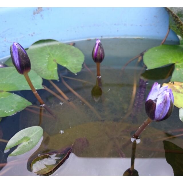 🌺水耕植栽🌸子母蓮苗蓮花/顏色無法確認，多款混合蓮花品種，蓮花苗。可詢問在拍照。