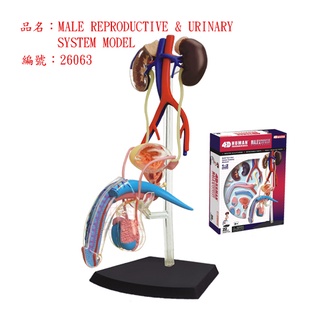 4D MASTER HUMAN模型/男性生殖系統 eslite誠品