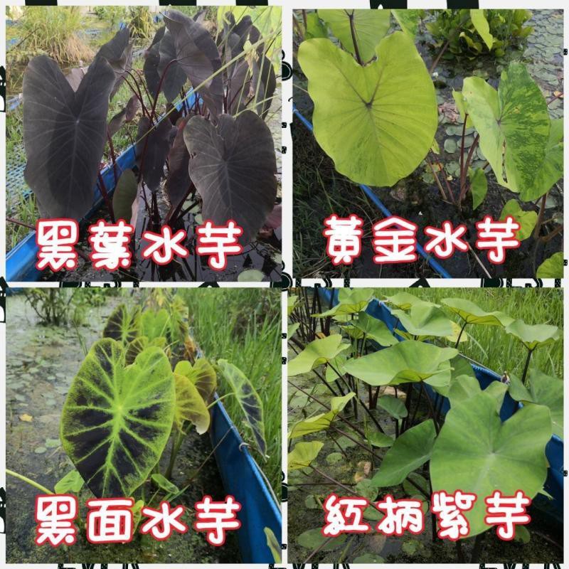水畝田 黑葉水芋 黃金水芋 黑面水芋 紅柄紫芋 食用水芋 Colocasia 挺水 水生植物 水草 Diy 盆 蝦皮購物
