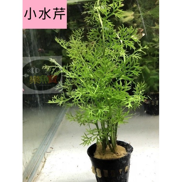 樂魚寶 小水芹水中葉陽性水草中景草後景草真水草水族造景不需co2 盆 吸附硝酸鹽 磷酸鹽預防暴藻