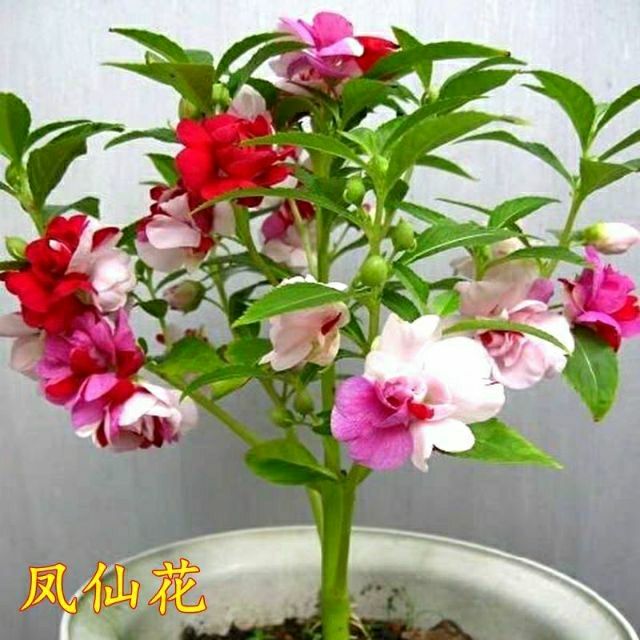台灣現貨 鳳仙花 茶花鳳仙種子30顆學生實驗套餐四季室内混合指甲花鳳仙花種鳳仙子花種 蝦皮購物