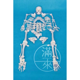 可開發票 170cm 人體骨骼模型 散骨模型 成人散骨模型 教學骨架 教學人骨模型 人骨模型 教學教具ARLJ客滿來