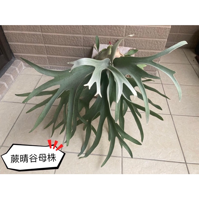 ビカクシダ ハクナマタタ P. ´Hakuna Matata´ 売り出し一掃 www