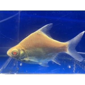 河馬水族 黃金白子泰國鯽中型魚除貝蚤除蟲吉魚剋星觀賞魚缸水草缸水族可混養溫馴 高級飼料餌料 蝦皮購物