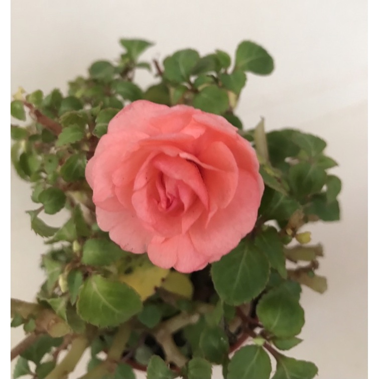 重瓣鳳仙花（3寸紅盆）又名玫瑰鳳仙.圖片為參考照
