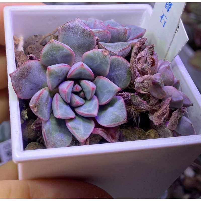 多肉植物石 拍賣與ptt推薦商品 21年2月 飛比價格