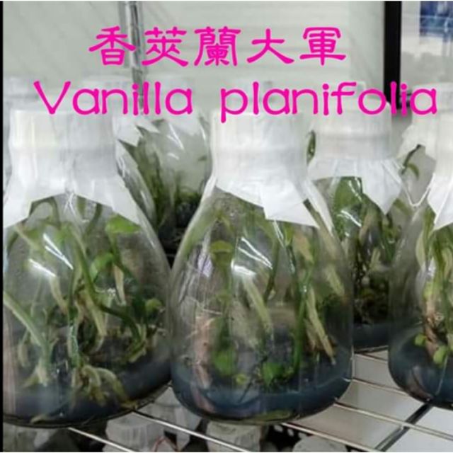 永安蘭園 蘭花 瓶苗 香莢蘭 學名：Vanilla planifolia 香草 食用香料之后