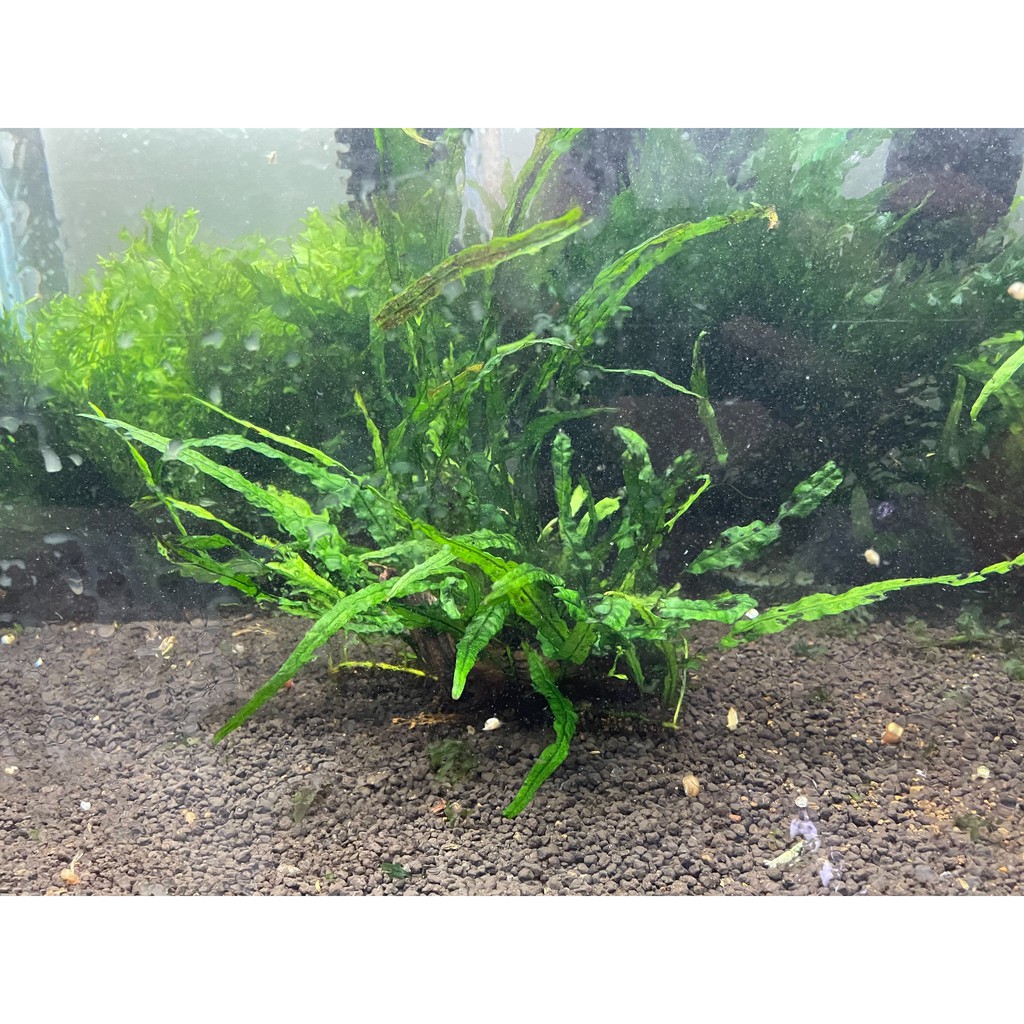 水草缸水晶蝦 拍賣 評價與ptt熱推商品 21年4月 飛比價格