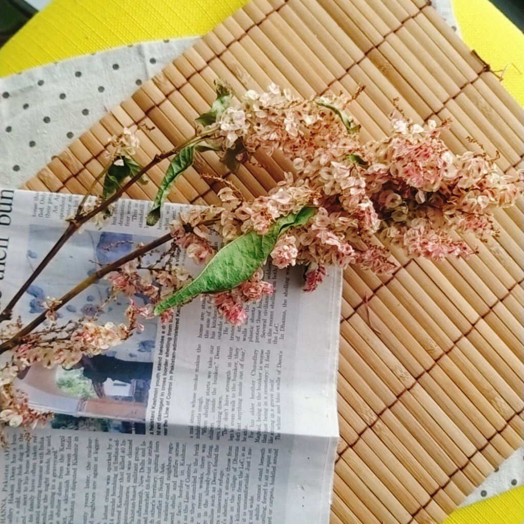 乾燥虎仗zakka乾燥花束 不凋花束 不凋花材 花圈花禮 居家布置 拍照道具 Diy花束材料包 蝦皮購物