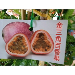 ★綠霖園藝★金三角百香果嫁接苗 水果樹苗/新興果樹觀賞植物/水果樹苗/新興果樹/果苗/嫁接/植物/盆栽