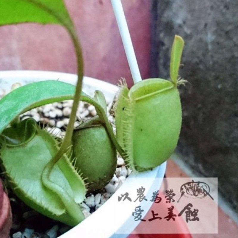 食蟲植物 - 豬籠草 - 綠蘋果豬籠草N.ampullaria green