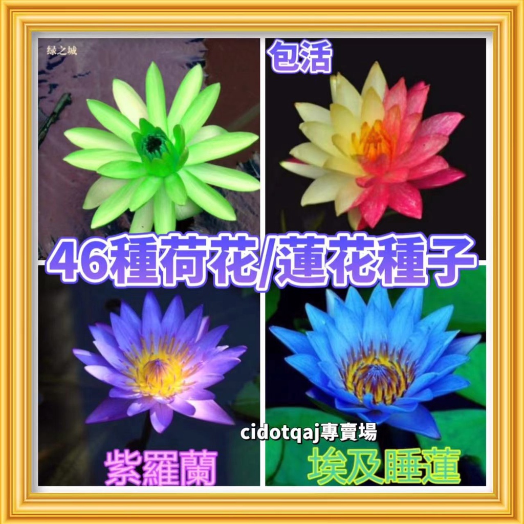 【💕台灣💋-桃園專賣園】 百分之99發芽率 荷花蓮花碗蓮46種荷花/蓮花種子四季播種水生植物睡蓮花盆水耕植物荷花種子